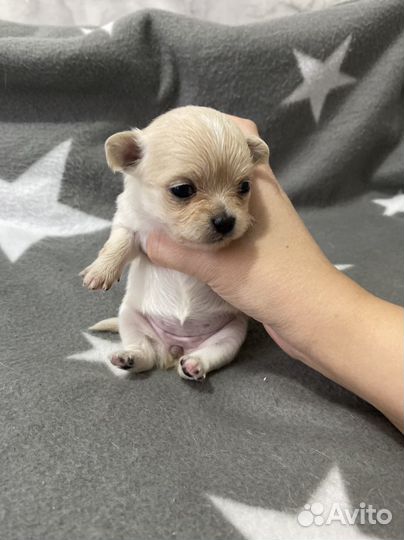 Щенки чихуахуа