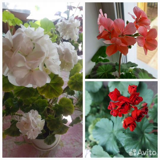 Пеларгония герань и фиттония