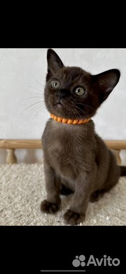 Бурманская