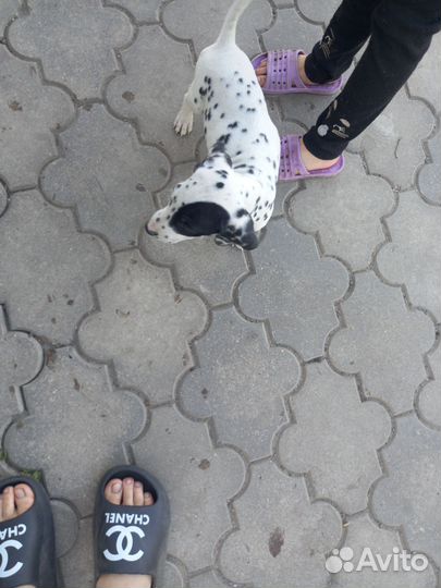 Щенки долматинца