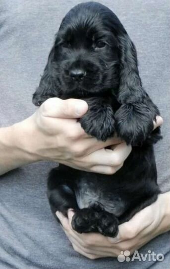 Английский кокер спаниель