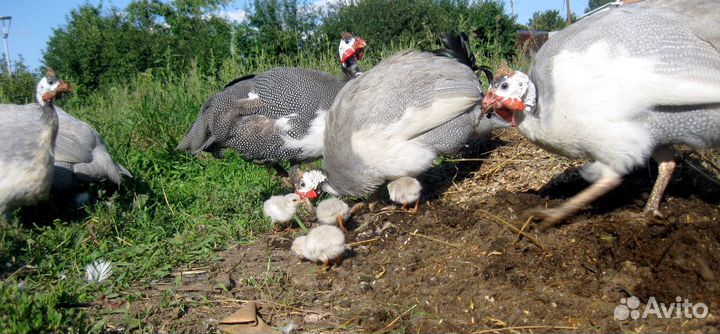 Инкубационное яйцо цесарки