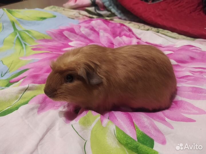 Морские свинки мальчики