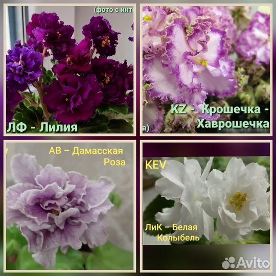 Детки сортовых фиалок