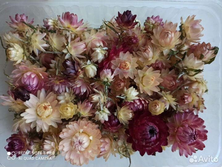 Сухоцветы для творчества