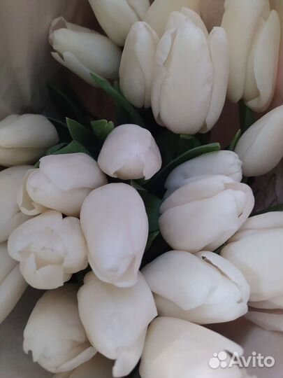 Тюльпаны к 8 марта