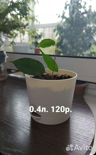 Фикус бенджамина