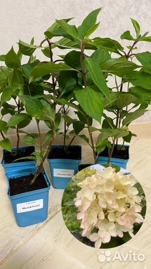 Саженцы гортензий