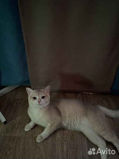 Золотая шиншилла кот на вязку