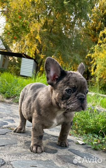 Французсий бульдог Какао мерле