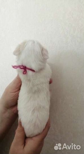 Девочки и мальчики чихуахуа