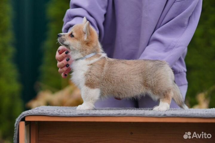 Вельш корги щенки 3,5 мес. Питомник