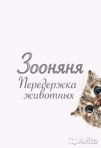 Передержка животных