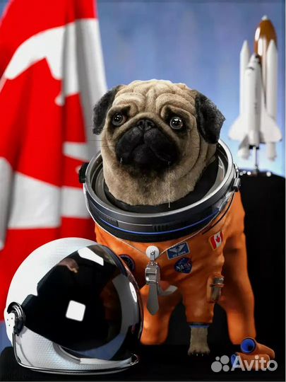 Врач стоматолог ортодонт