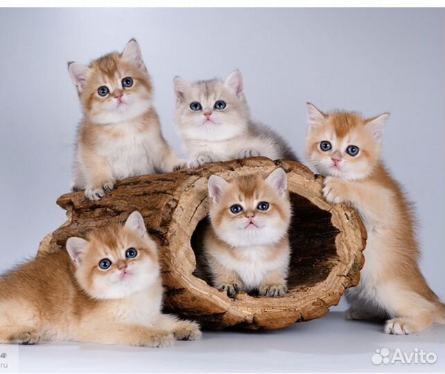 Золото для Вас