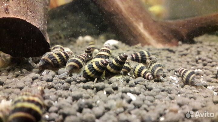 Хищная улитка Хелена