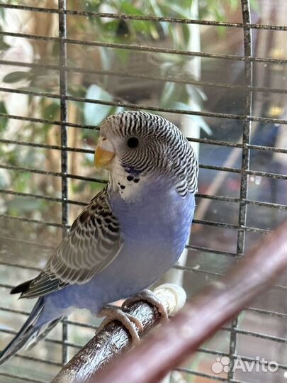 Волнистый попугай (самка)