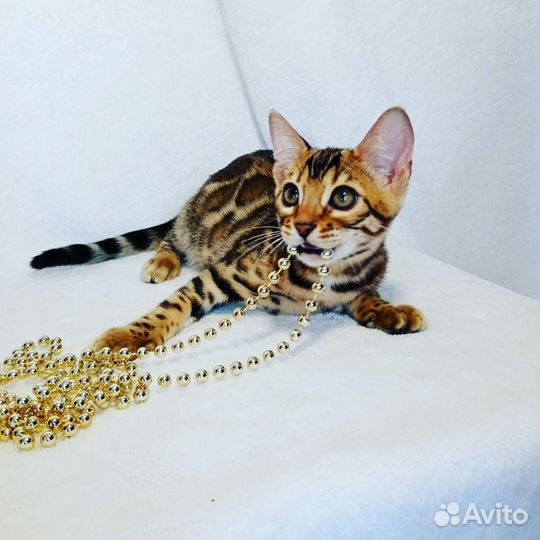 Бенгальская