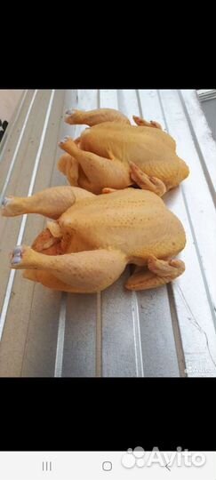 Куры домашние бройлер