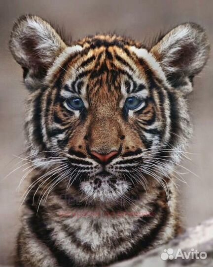 Картина по номерам 40x50 Милый голубоглазый тигрен