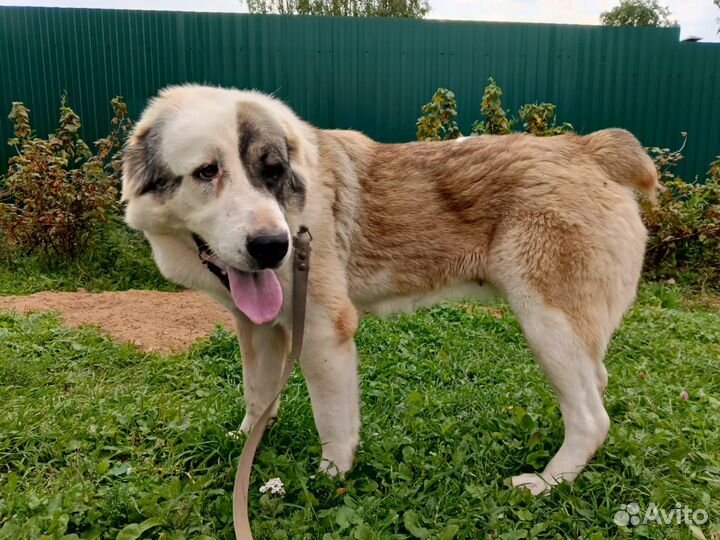 Алабай сука