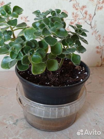 Аихризон дерево любви Замиокулькас долларовое дере