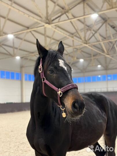 Недоуздок для лошади