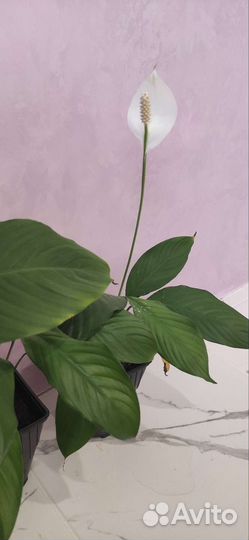 Спатифиллум