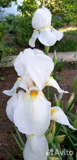 Ирисы голландия разные