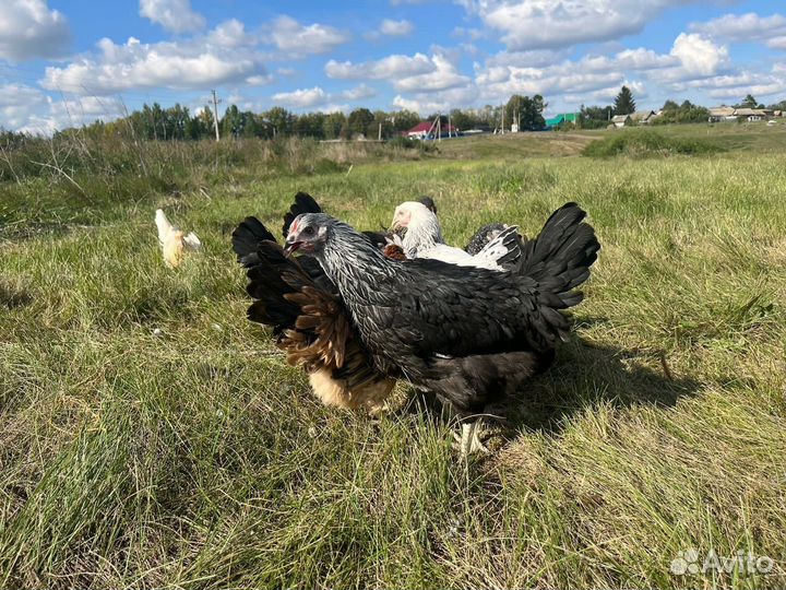 Куры молодки несушки с доставкой