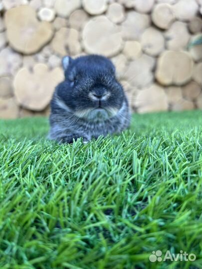 Мини карликовый кролик