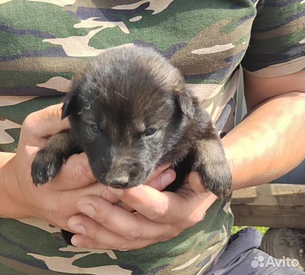 Собака в добрые руки отдам бесплатно