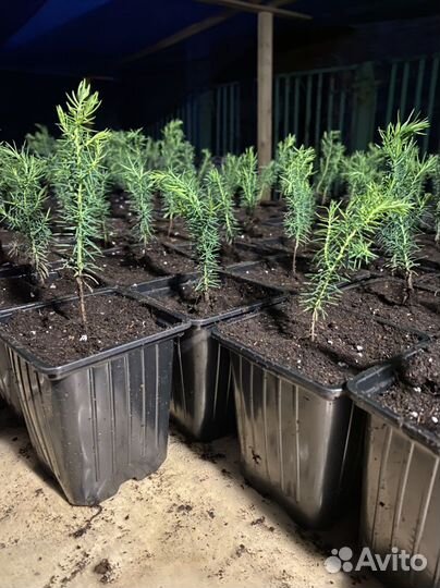Саженцы можжевельника виргинского
