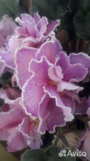 Фиалка и другие цветы