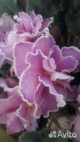 Фиалка и другие цветы