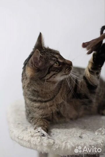 Ласковый парень