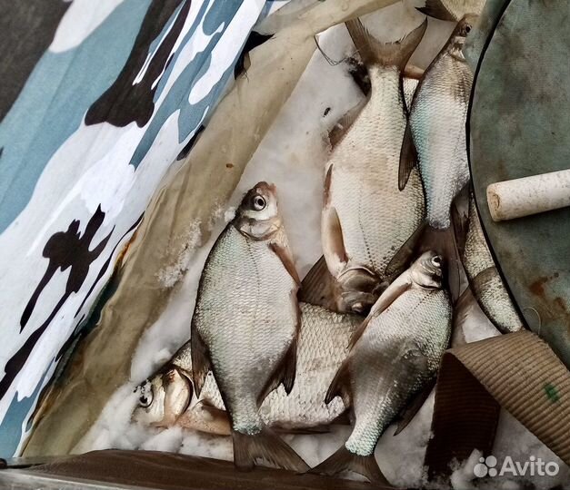 Кивок арбалет