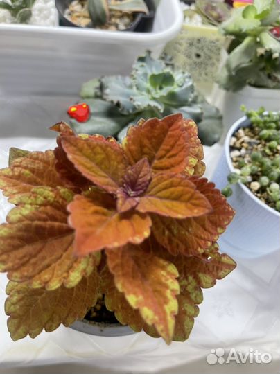 Суккуленты минимаркет