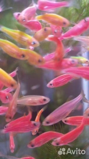 Продам рыбок