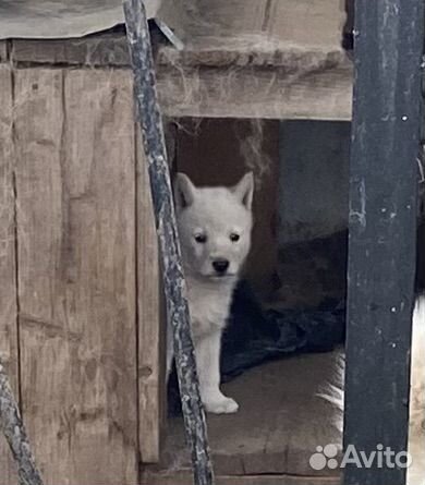 Русско европейская лайка