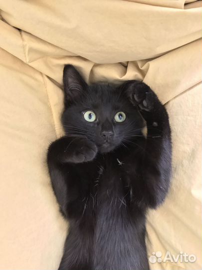 Котенок Шуршик