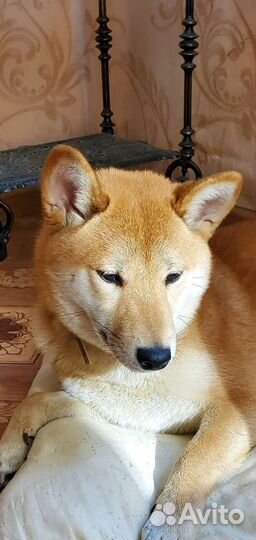 Щенки сиба шиба ину