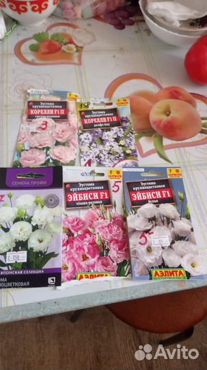 Эустома рассада