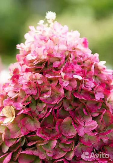 Гортензия метельчатая