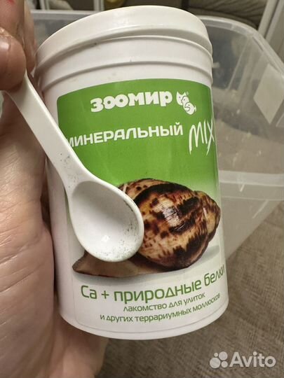 Улитки ахатины бесплатно