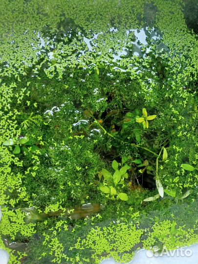 Водоросли для аквариума