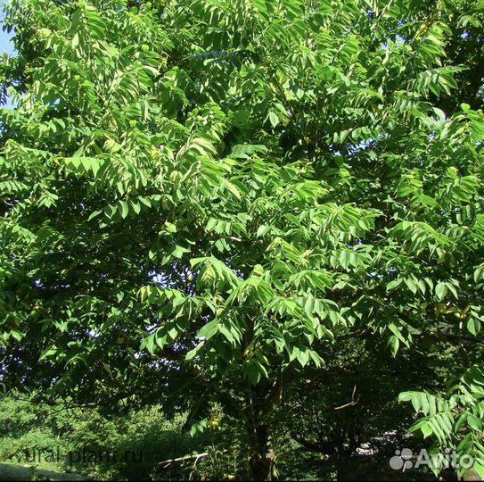 Саженцы грецкого ореха, черного ореха