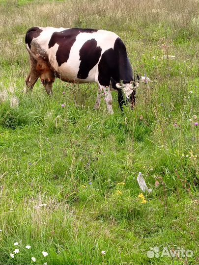 Продам корову