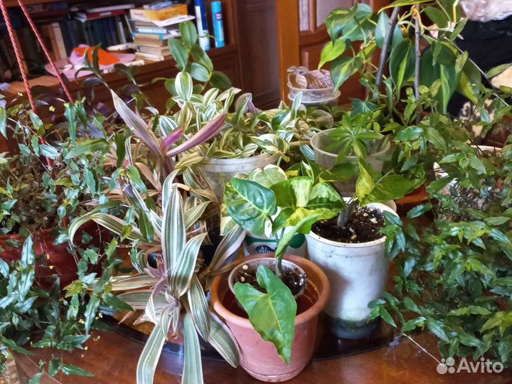 Традесканция, сингониумы и много другого