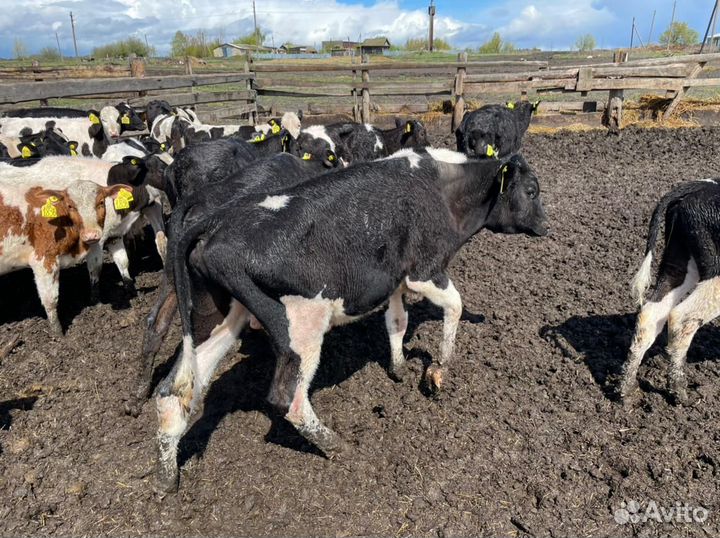 Бычки 1-3 месяца